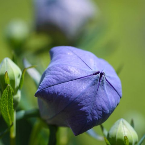 PLATYCODON GRANDIFLORUS Blue - Blue balloon flower #2